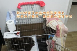 小狗下载接生的必要准备（如何为小狗提供安全和舒适的环境）