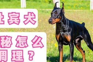 如何帮助杜宾犬克服挑食症？（从饮食习惯、饮食环境、饮食方式三方面入手）