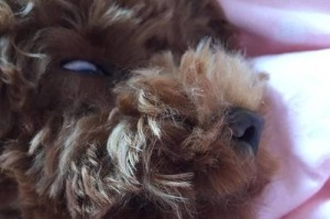 狗睡眠不好吃什么药？（找到解决狗睡眠问题的最佳药物）