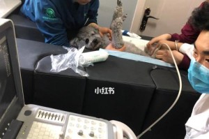 公狗绝育注射消炎的重要性（减少感染风险、保护狗狗健康）