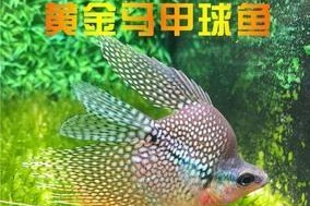 珍珠马甲的饲养方法（打造高品质宠物生活）