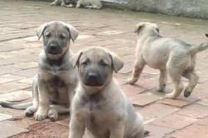 狼青犬饲养完全指南（学会如何照顾您的宠物狼青犬）