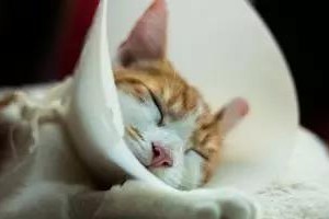 猫咪绝育的最佳时间选择（解读猫咪绝育的最佳时机与关键考量）