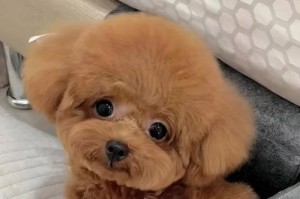 泰迪犬的洗澡时间（了解泰迪犬洗澡的最佳时间和注意事项）