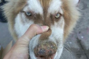 解决狗狗鼻子干裂的问题（抹什么药膏能够缓解狗狗鼻子干裂的症状？）