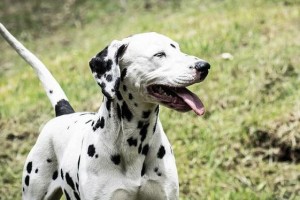 训练斑点犬听主人的话（提高宠物服从度，增强亲密度）