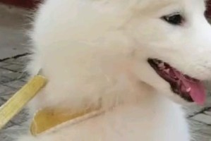 狗狗的尴尬期（探究狗狗尴尬期的特征和应对方法）
