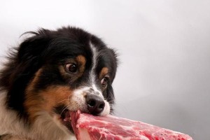 金毛犬何时可开始以肉食为主？（了解金毛犬的肉食饮食需求以及最佳饮食时间）