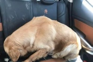 让爱犬告别晕车，15个小妙招揭秘（宠物出行必知，多方位关爱让狗狗不再晕车）