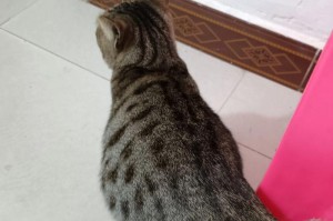 小猫生长发育与体重增长的周期（揭秘小猫何时开始长胖的奥秘）
