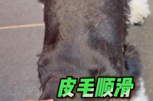 雪纳瑞美毛秘籍大公开（以雪纳瑞吃什么食物可以越吃越美丽？）