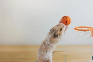 迷你宠物世界（探索微小生物的奇妙世界）