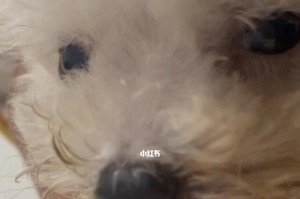 如何剪西施犬的指甲？（掌握这些技巧，让宠物更舒适）