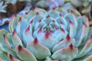 明星宠爱吉娃娃争奇斗艳（富豪们的时尚宠物选手，明星们的心头好）