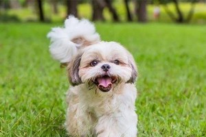 探究沙皮犬的饮食偏好（揭秘沙皮犬的食物禁忌，营养均衡才是王道）