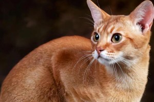 探索猫咪的多样品种世界（揭开宠物猫的神秘面纱）