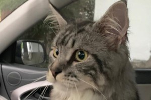 带猫出行必备物品及注意事项（带猫出行需准备的必要用品及如何确保安全）