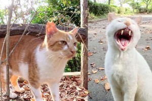 家猫与野猫为何频繁打架？（探究家猫和野猫打架的原因及解决方法）