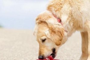 如何让宠物停止抓地板行为（有效方法帮助您的爱犬改掉损坏地板的习惯）