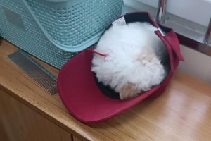3个月大犬的主要疫苗接种计划（保护你的小狗免受常见疾病侵害）