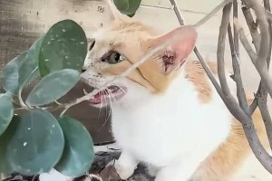 猫妈妈的离开与小猫们的成长（探索母猫离开后小猫自主生活的关键时期）