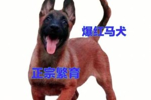 了解纯种马犬的品种和价格（探索纯种马犬的世界，了解价格和品种特点）