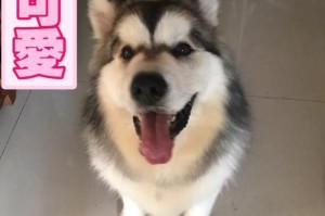 大狗中暑应打哪种针？（了解大狗中暑防治措施，有效预防与治疗）