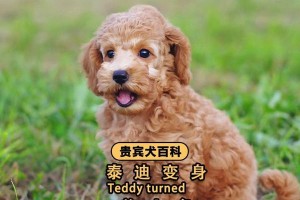 泰迪犬的健康饮食（为你的泰迪提供营养丰富的食物选项）