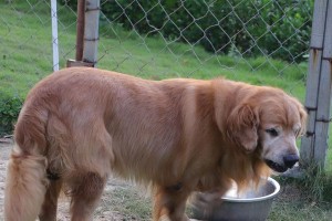 训练金毛犬不扑人的秘诀（以宠物为主，让金毛成为温顺的伙伴）