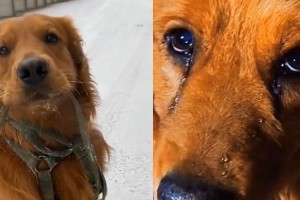 狗为何会在主人出门时产生颤抖？（探究狗狗出门焦虑的原因与解决方法）