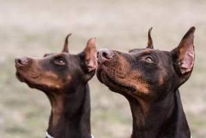 巨型贵宾犬泪痕清理攻略（宠物眼部保健指南，让泪痕远离）