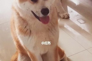 秋田犬毛发护理的方法与技巧（让你的秋田犬毛发更加健康亮丽）