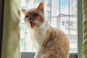 小猫的可爱动作与趣事（探秘小猫的奇妙世界）