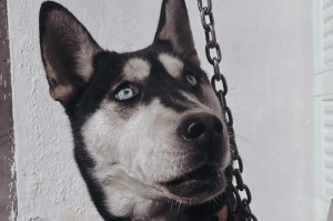 探究狗为何会吃屎（解密狗狗吃屎的原因与影响）