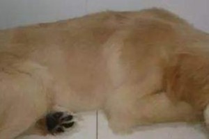 如何处理狗狗呕吐问题（探讨狗狗呕吐的原因和应对措施）