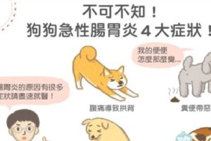 小狗胃炎的症状及预防措施（了解小狗胃炎的症状，保护它们的健康）