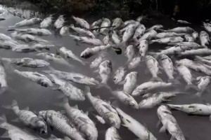 深入探究鱼类缺氧的原因（了解鱼类缺氧的危害与防治措施）