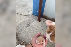 母猫产崽需要多久？（探索母猫分娩周期与繁殖过程中的关键时刻）