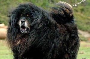了解藏獒——神秘而威猛的大型犬类（以藏獒的科和属为切入点，深入探索这一独特品种的特点与历史渊源）