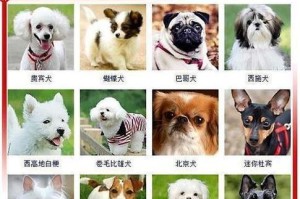 金毛犬（深入了解金毛犬的智商和训练时间）