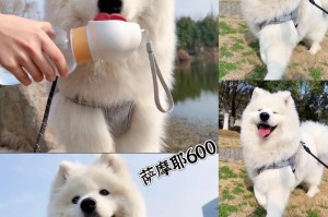 萨摩耶犬怀孕的期限和生产过程（了解萨摩耶犬的怀孕周期以及生产前后的注意事项）