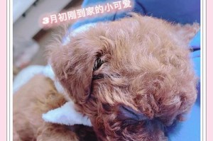泰迪犬的消化时间及排便习惯（揭秘泰迪犬饭后大便的时间规律及影响因素）