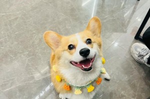 给狗狗买礼物的好主意（让你的狗狗感到无比幸福的礼物指南）