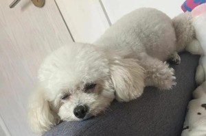 探索比比狗的品种之谜（了解比比狗的起源与特征，揭开其神秘面纱）