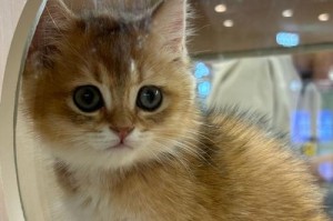 小猫能饿多久？（解密小猫的饥饿耐力）