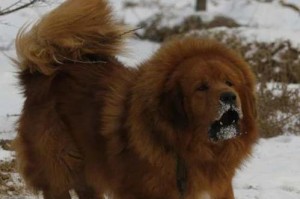 了解藏獒（深入探索藏獒的起源、特征和市场价格，掌握正确的养护方法）