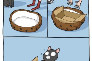 猫为何钟爱盒子？（揭秘猫咪为什么对盒子情有独钟的原因）