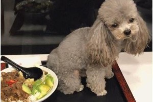 贵宾犬一天需要摄取的食物量（以贵宾犬为例，了解宠物的饮食习惯和健康需求）