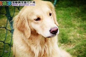 金毛犬美容全攻略（宠物爱好者必看，打造你的金毛犬美丽新形象！）