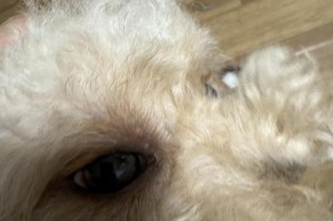 揭秘狗狗眼睛中的虫子（探寻狗狗眼睛中寄生虫的世界）